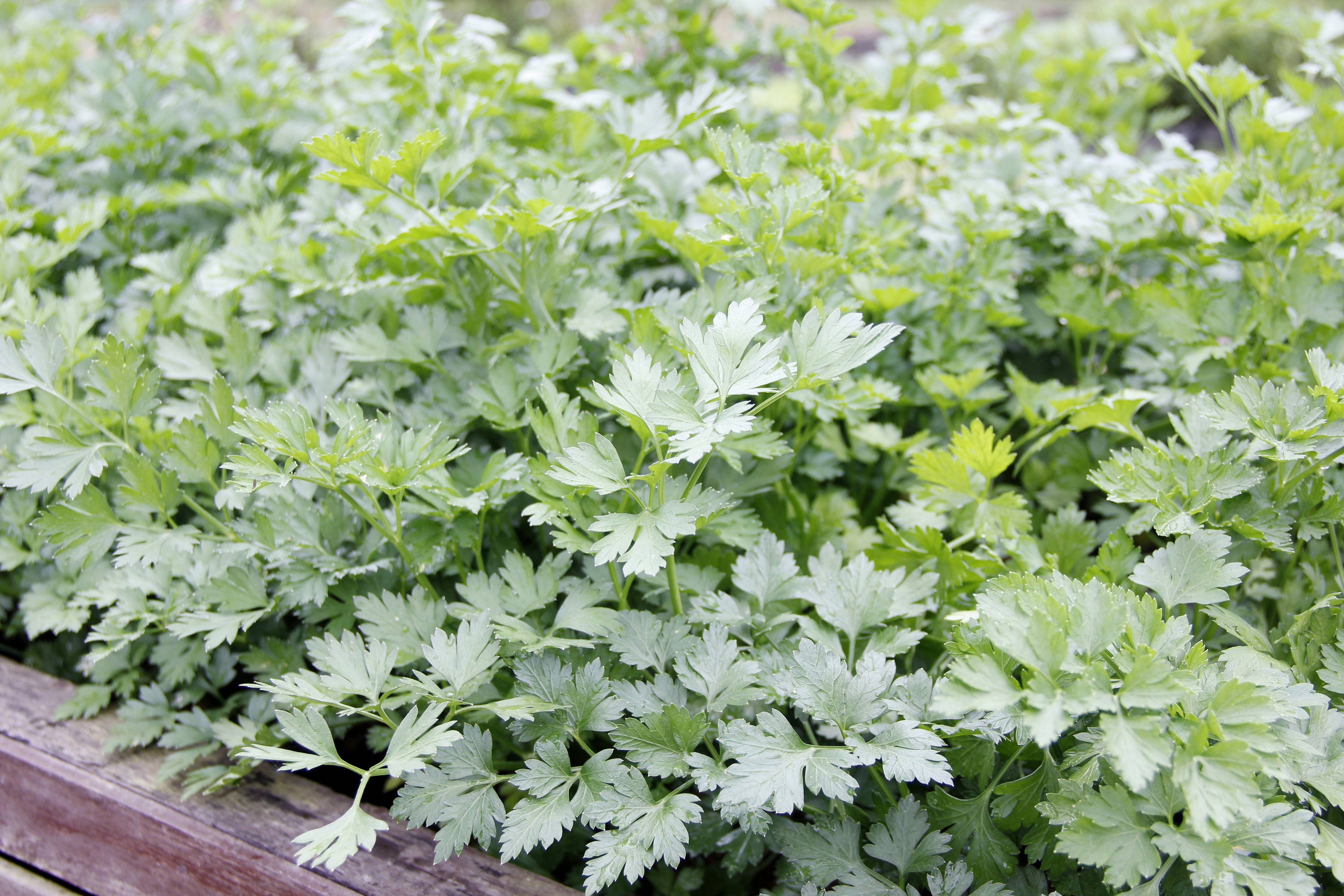Fresh cilantro plant with green leaves