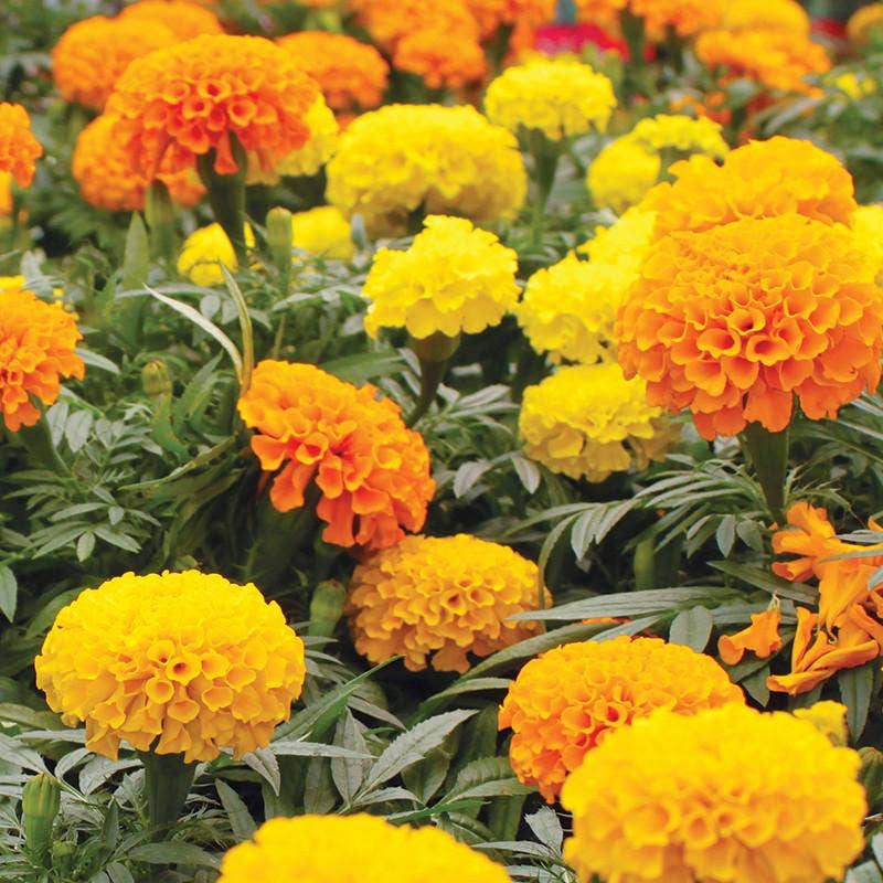 Crackerjack Marigold seed packet back with instructions