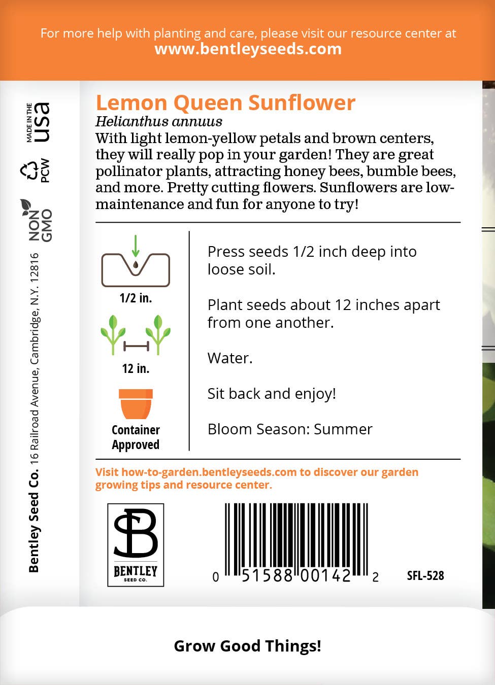 Sunflower Lemon Queen bright yellow blooms