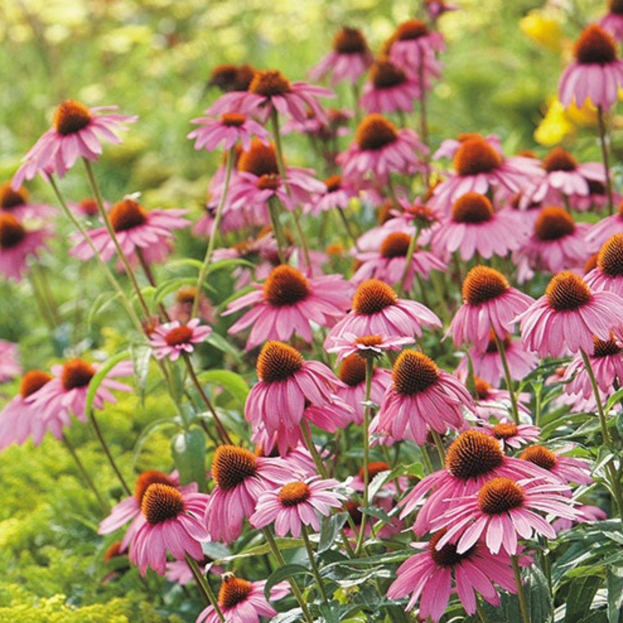 Hummingbird & Butterfly Wildflower Pollinator Seed Mix