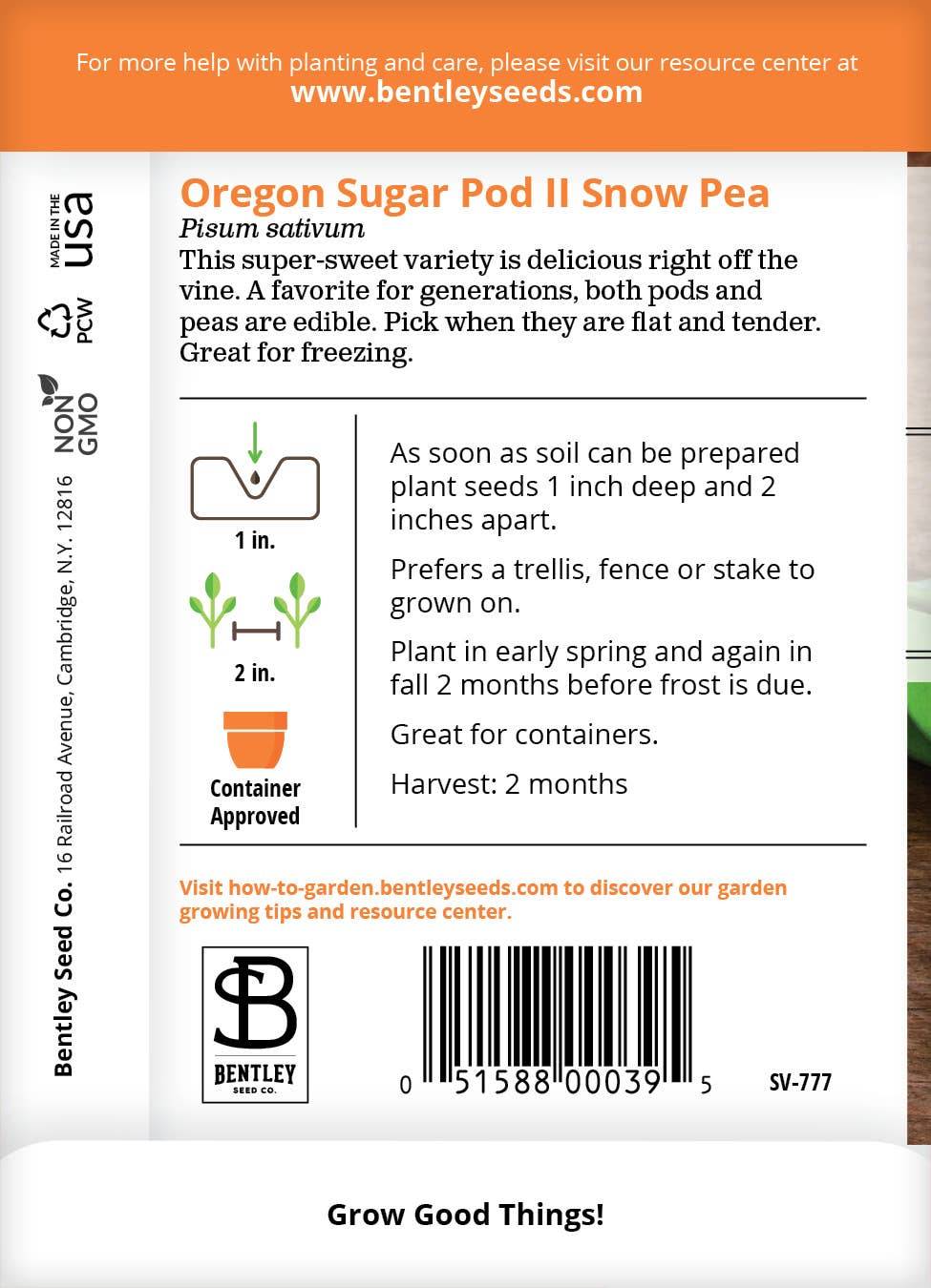 Pea Oregon Sugar Pod green pods on vine