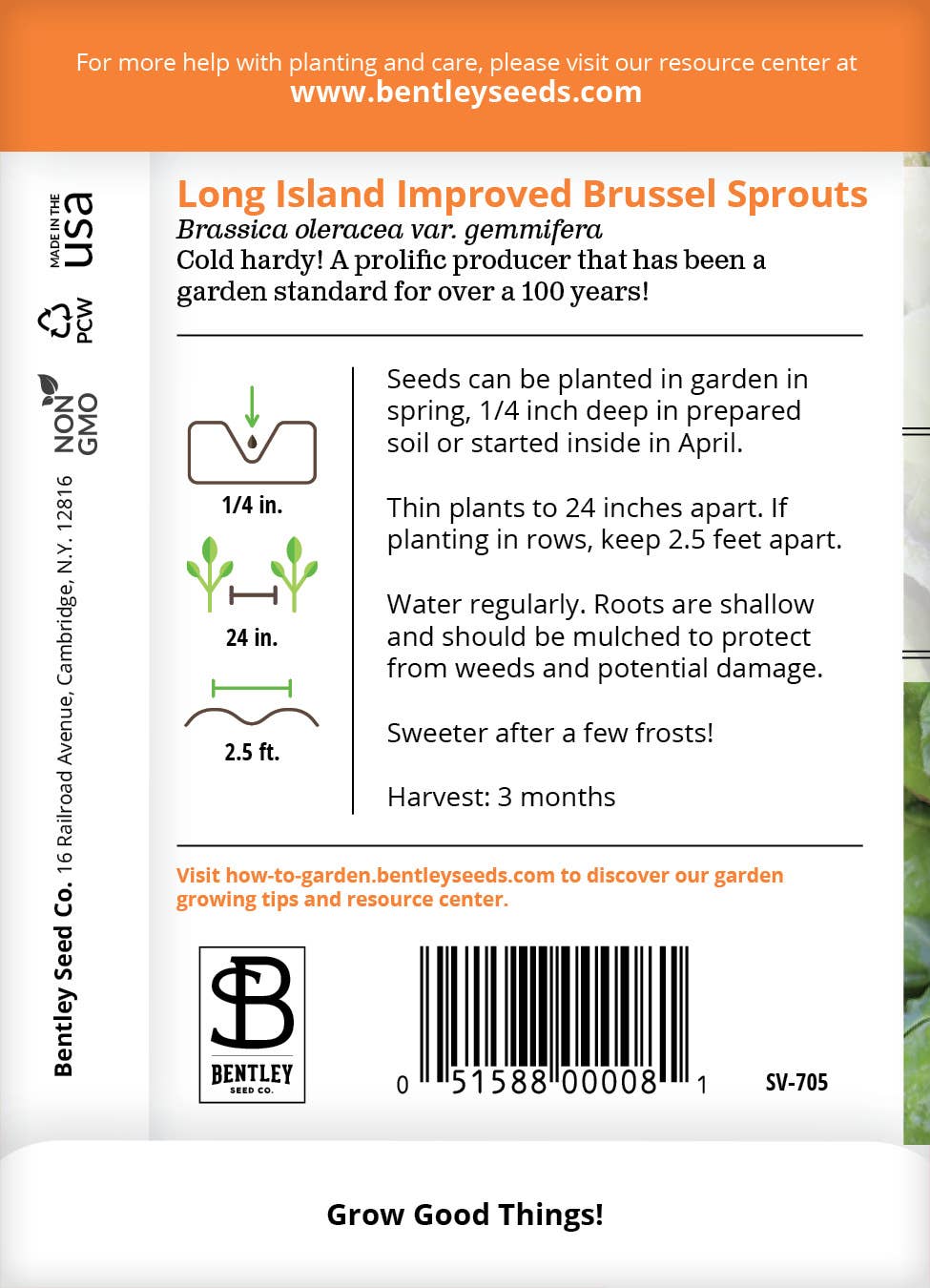Brussel Sprouts Long Island Improved seeds close-up detail