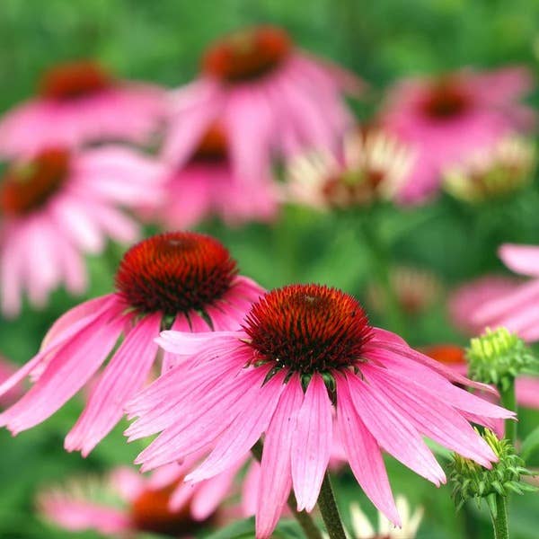 Purple Coneflower Echinacea Purpurea close-up of petals