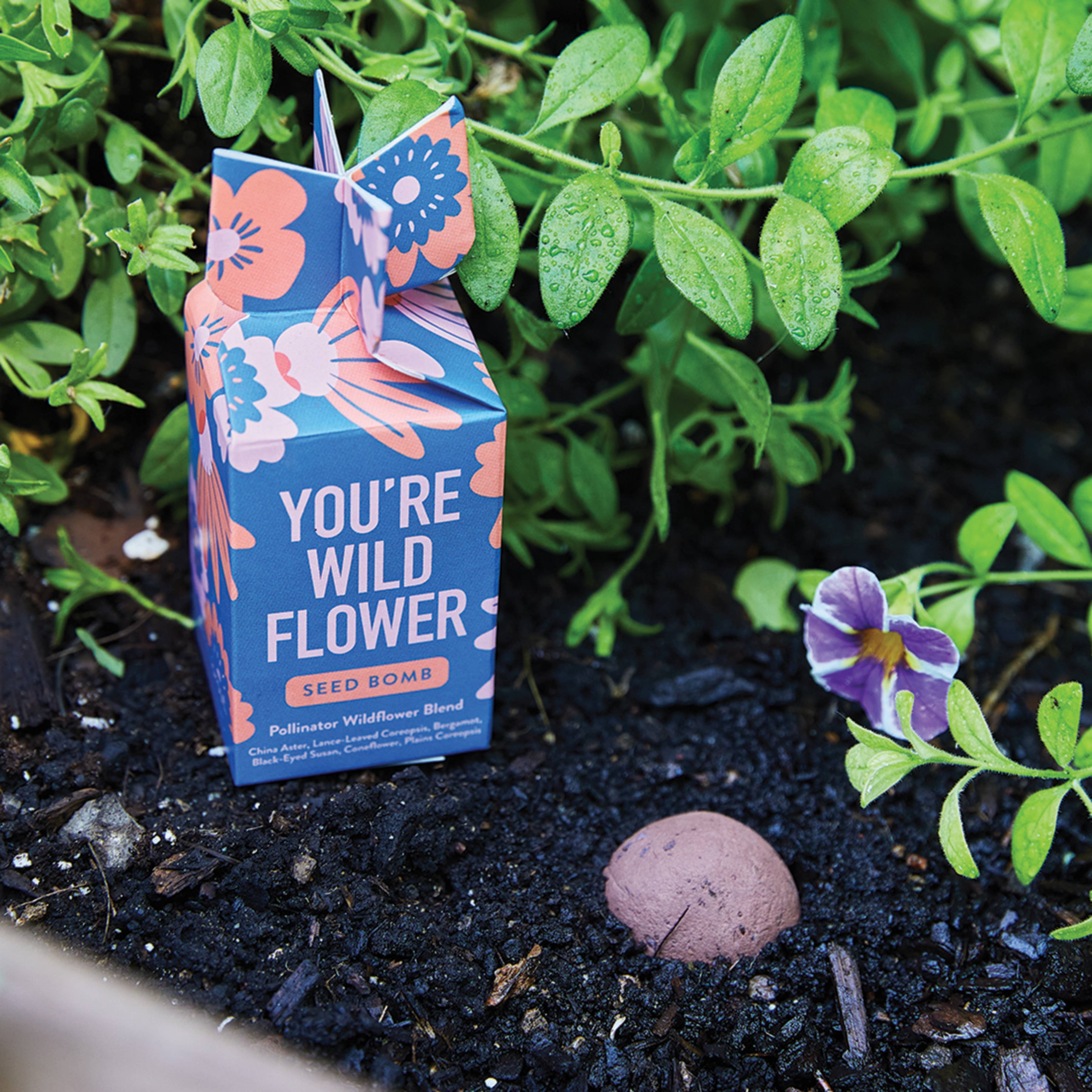 Seed Bomb displayed with blooming flowers