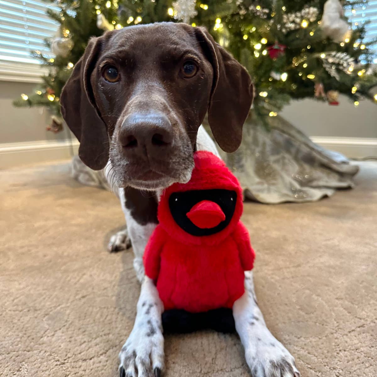 Tall Tails Animated Cardinal Dog Toy packaging