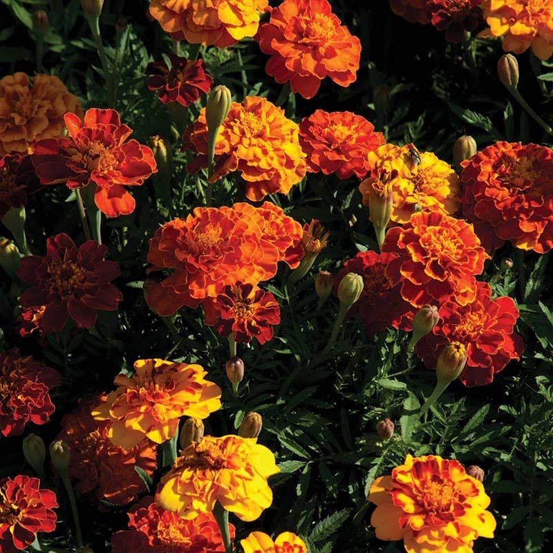 Marigold Dwarf French seed packet back with planting info
