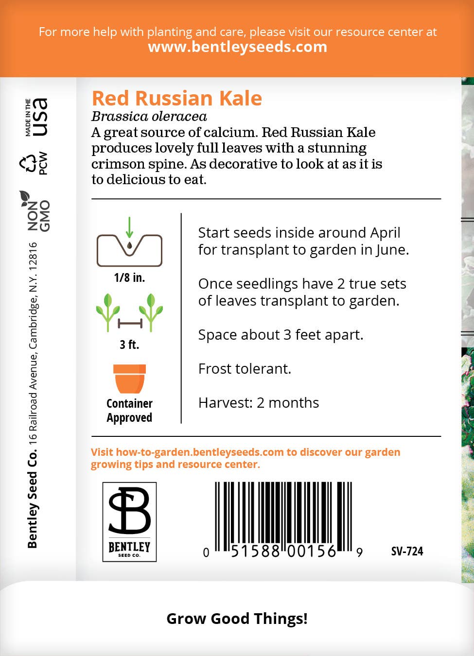 Kale, Red Russian