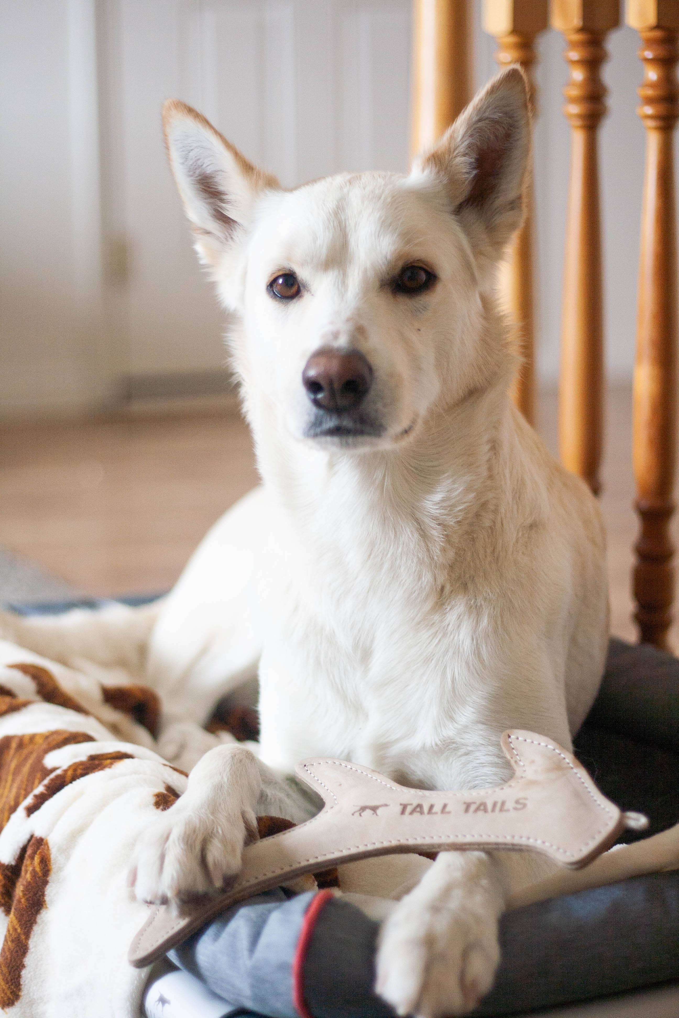 Tall Tails Natural Leather Antler Dog Toy size reference