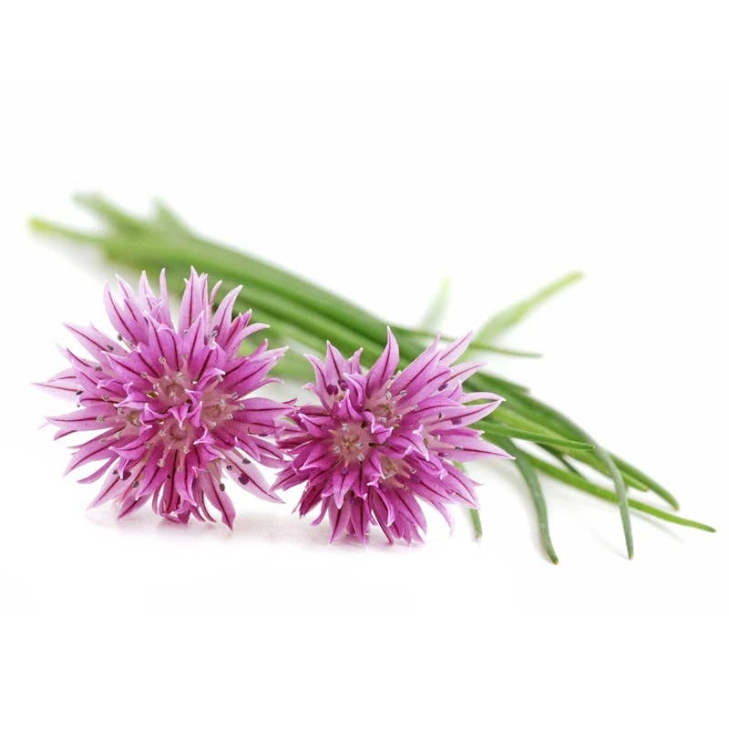 Chives seed packet back with planting instructions