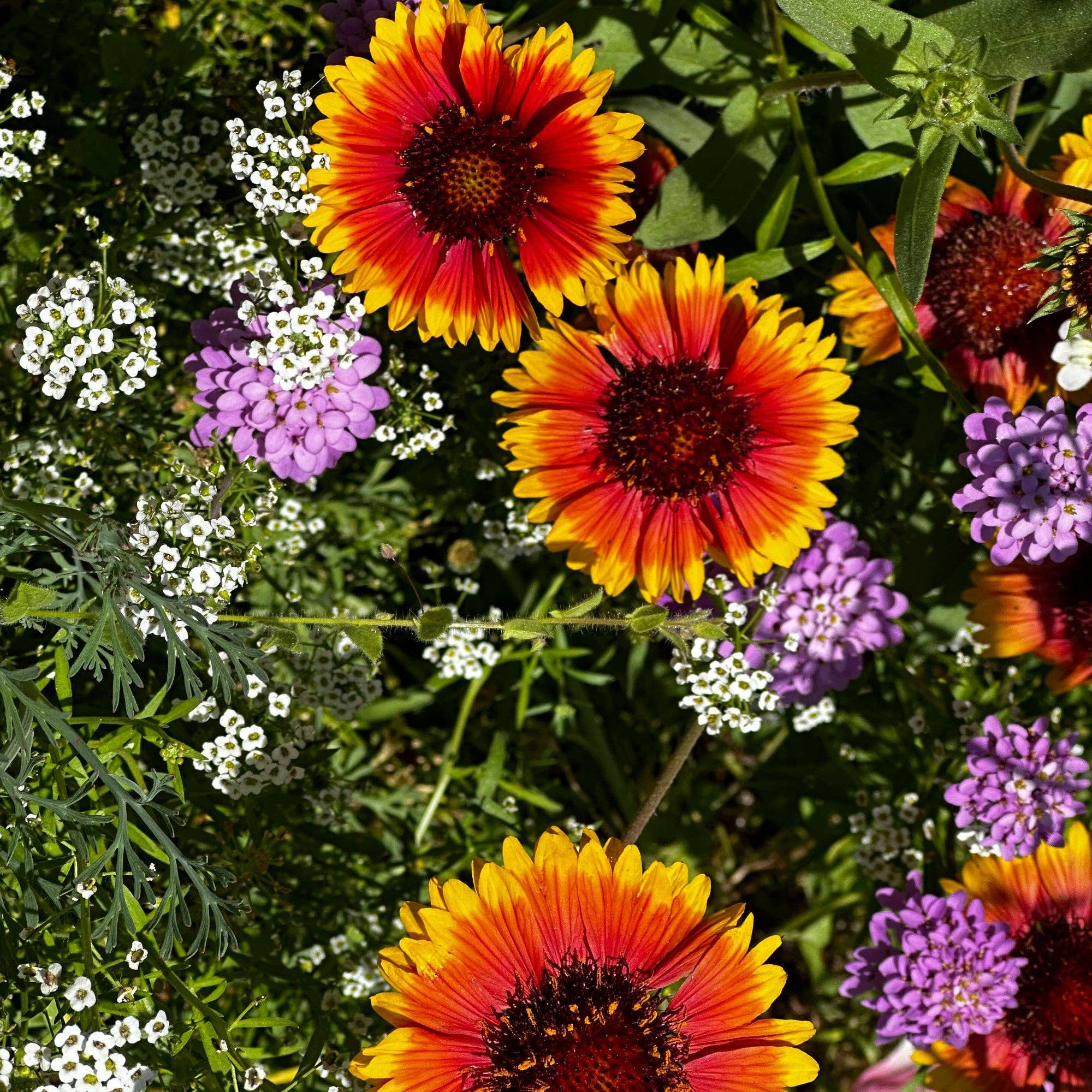 Hummingbird & Butterfly Wildflower Pollinator Seed Mix