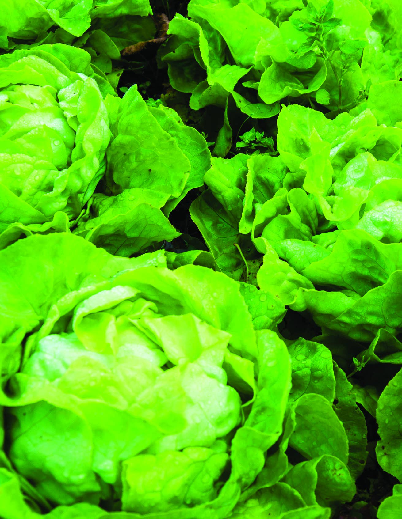 Bentley Seed Co. - Vegetable Seed Packets