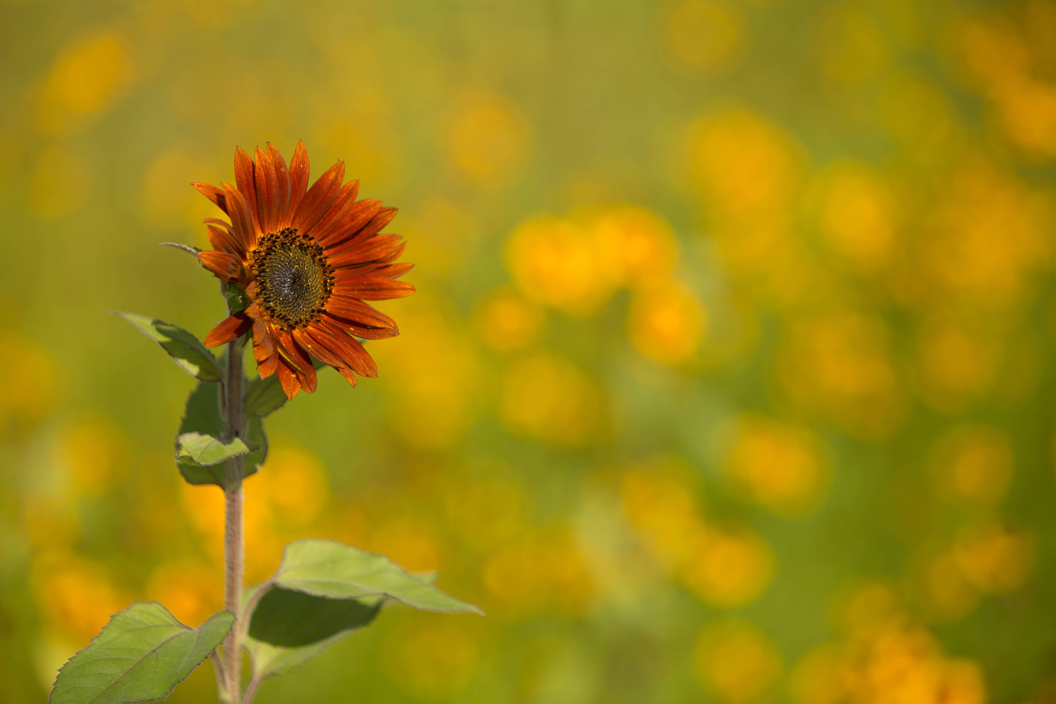 Sunflower All Sorts Mix tall sunflowers in field