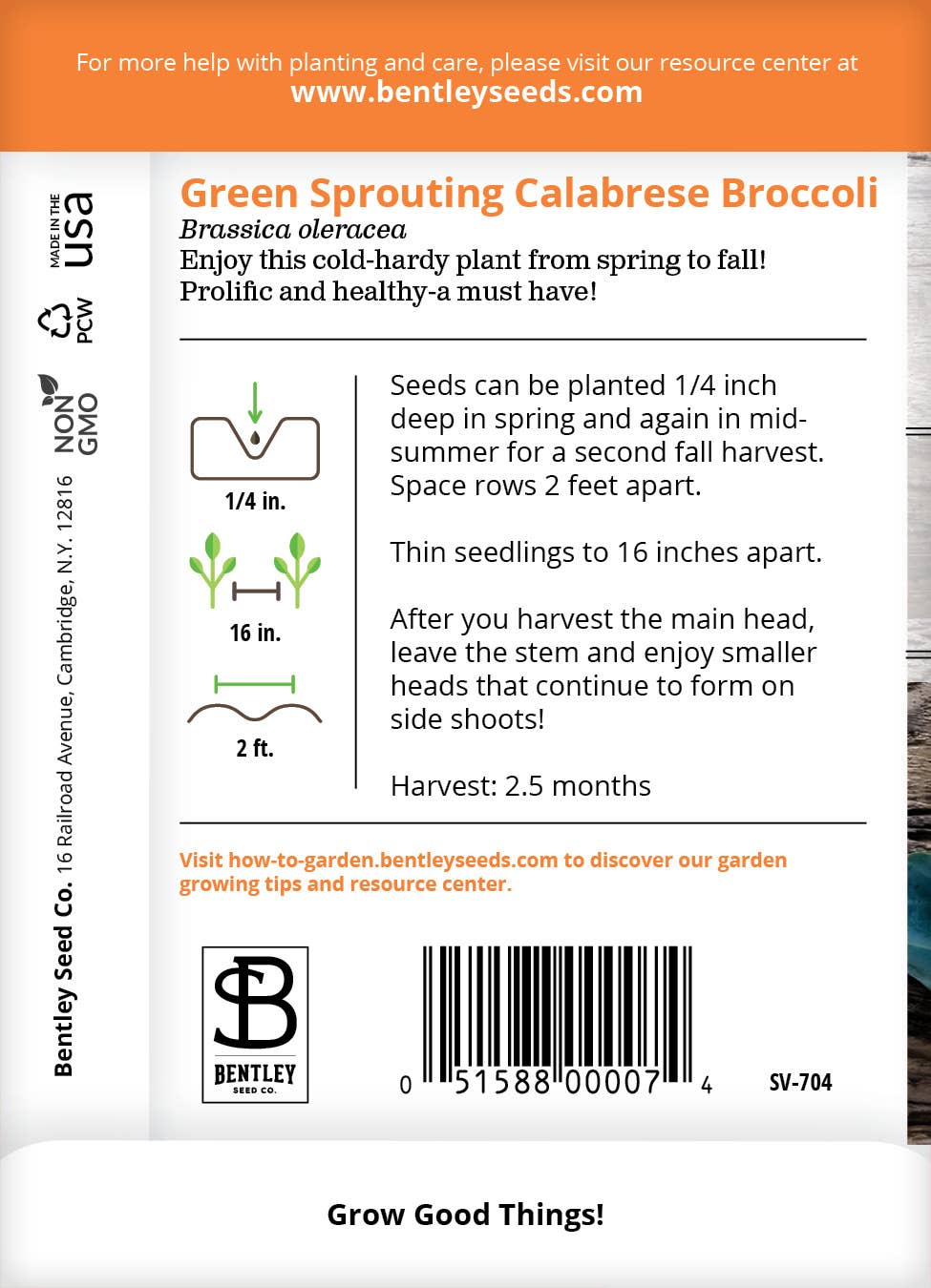 Broccoli Green Sprouting Calabrese seeds close-up detail