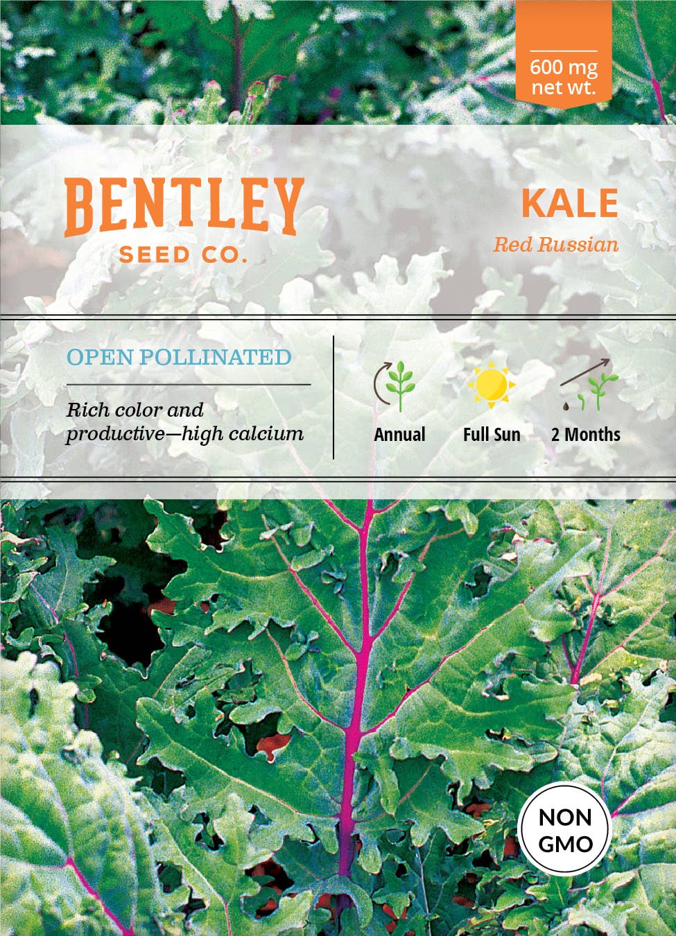 Kale, Red Russian