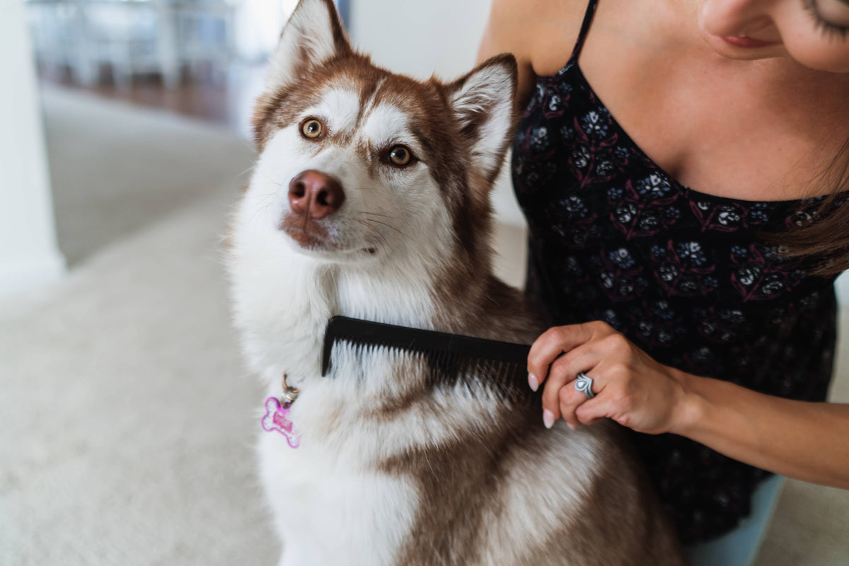 The Pet Comb
