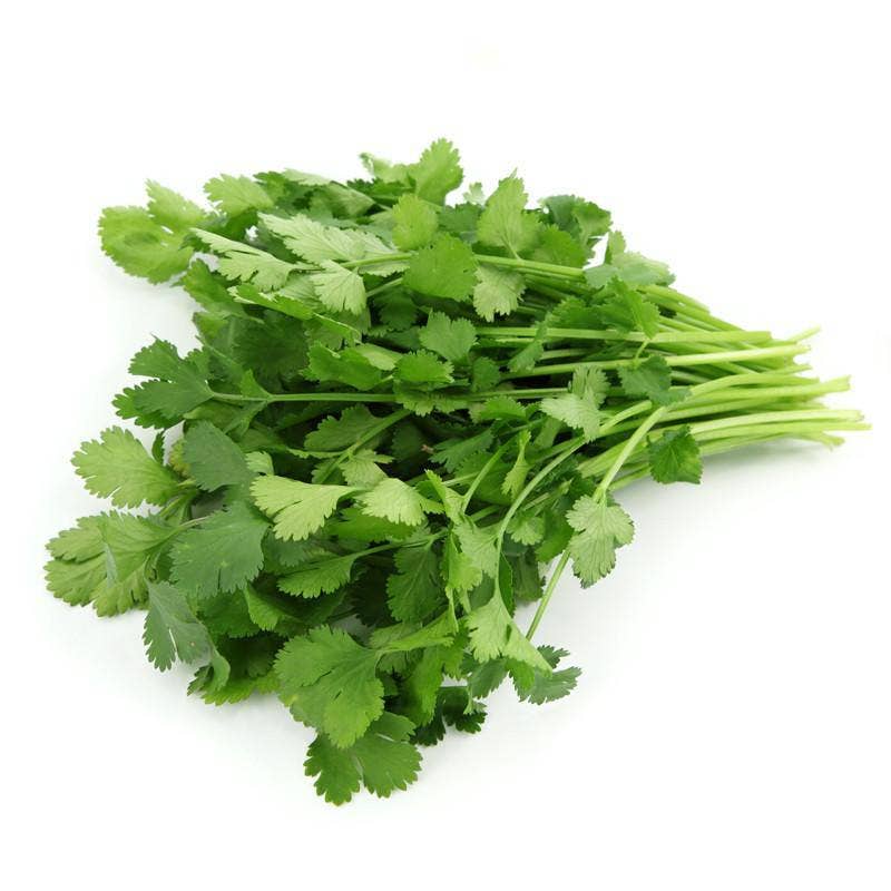 Cilantro seeds close-up view