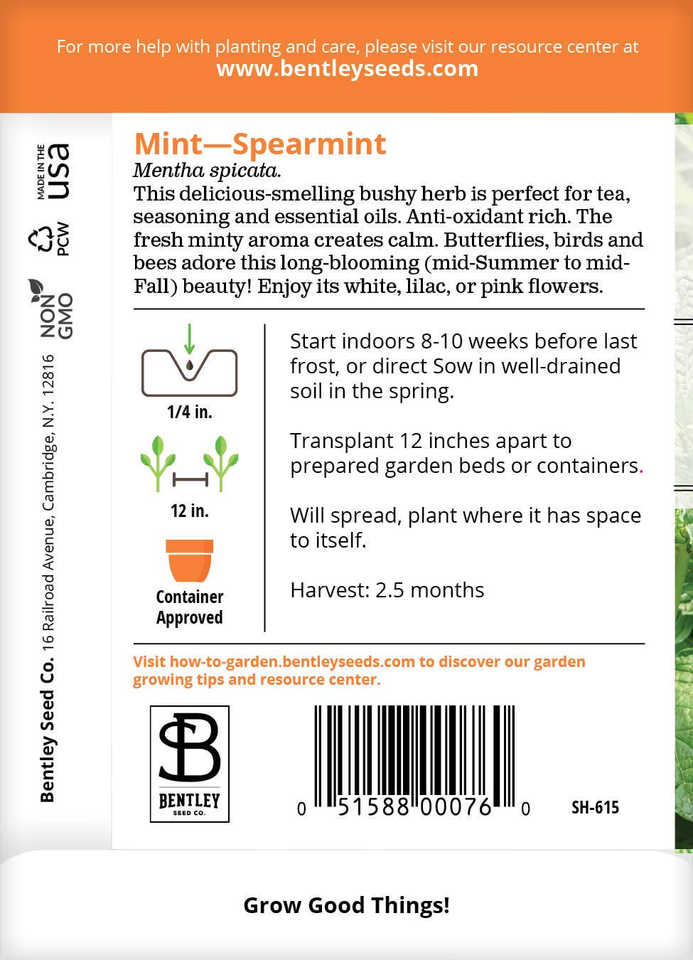 Spearmint plant with fresh green leaves