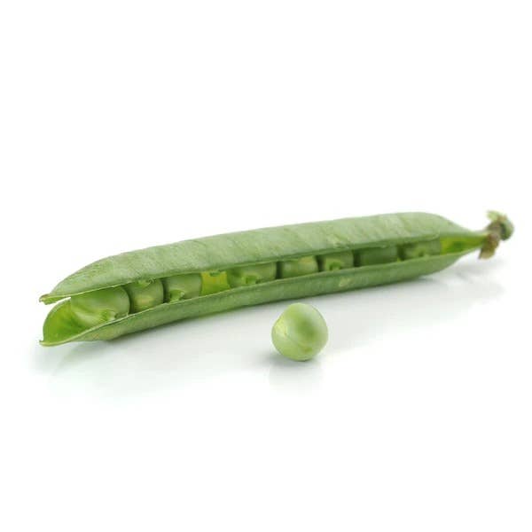 Pea Little Marvel pods growing on plant