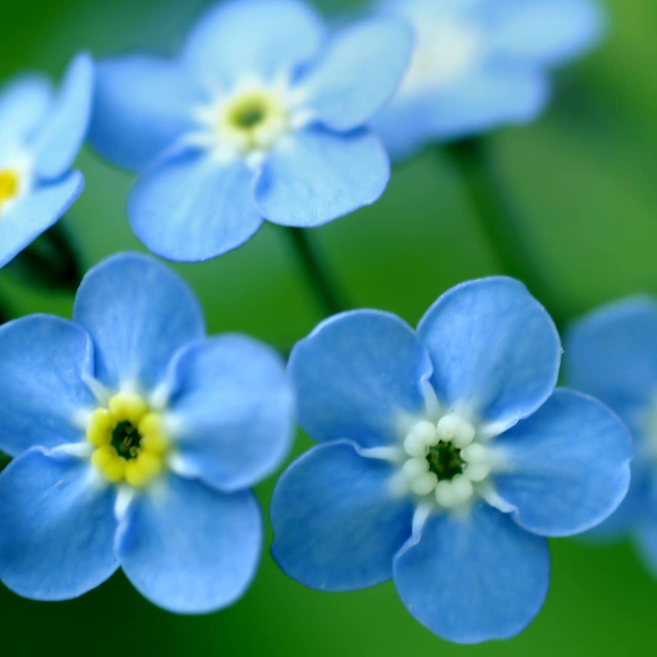 Garden Sprinkles Forget-Me-Not flowers blooming in garden
