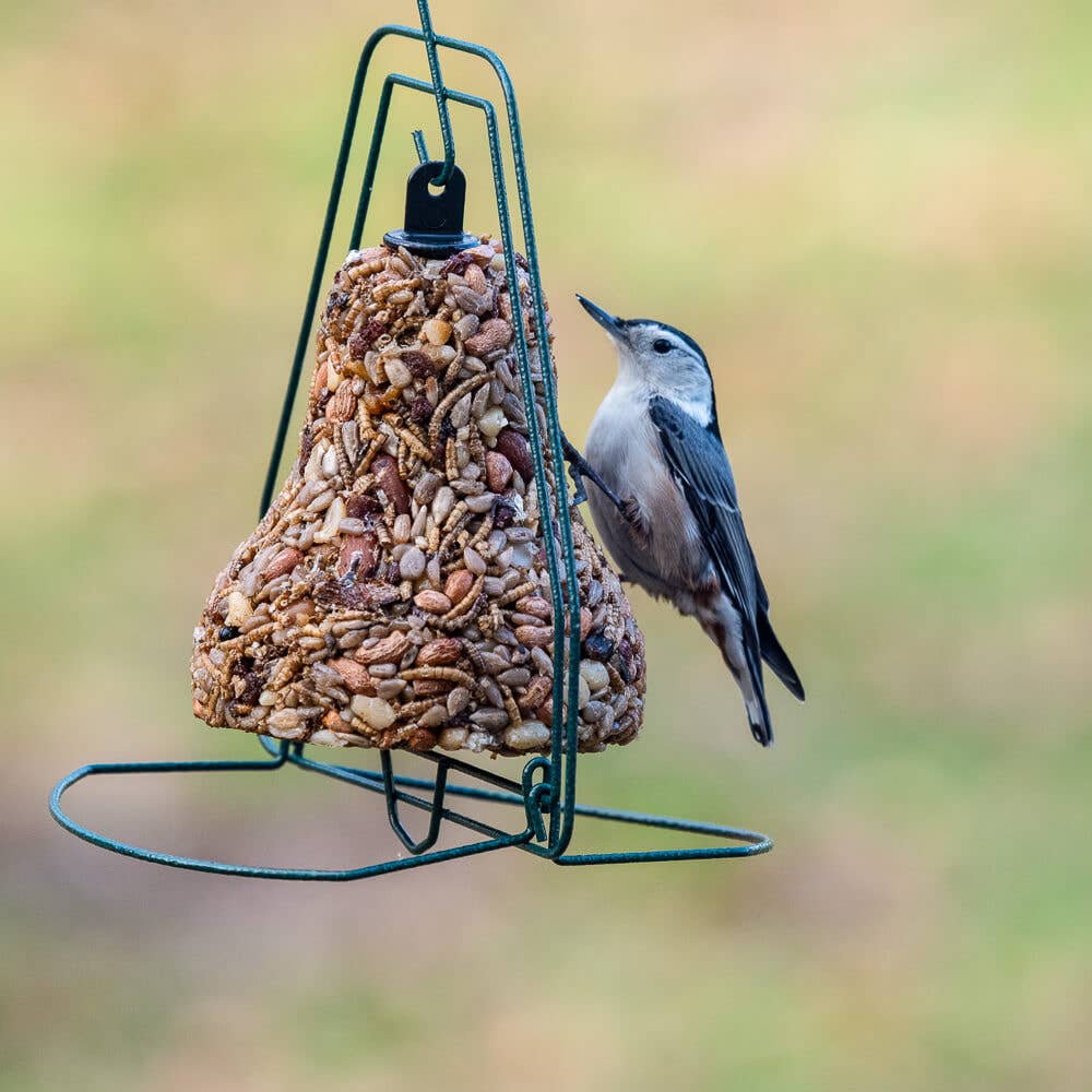 Bugs Nuts and Fruit bell with birds feeding