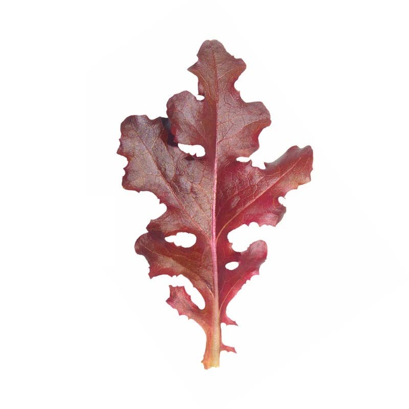 Red Salad Bowl lettuce mature red-leafed heads