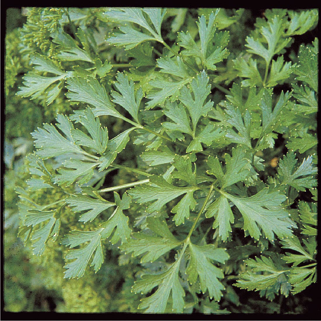 Parsley Plain Italian seed packet front detail