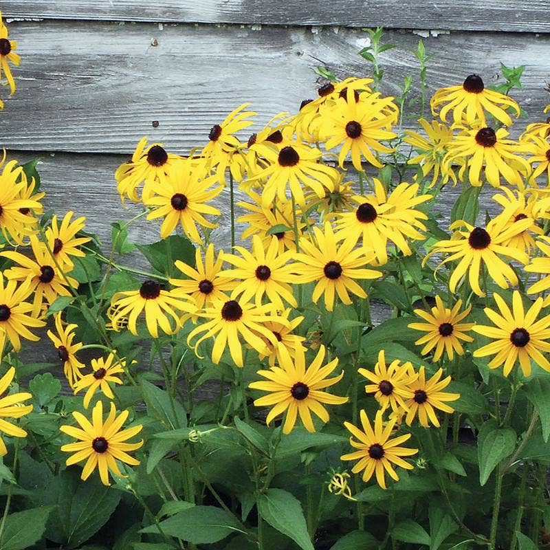 Bright yellow Black-Eyed Susan flowers in bloom