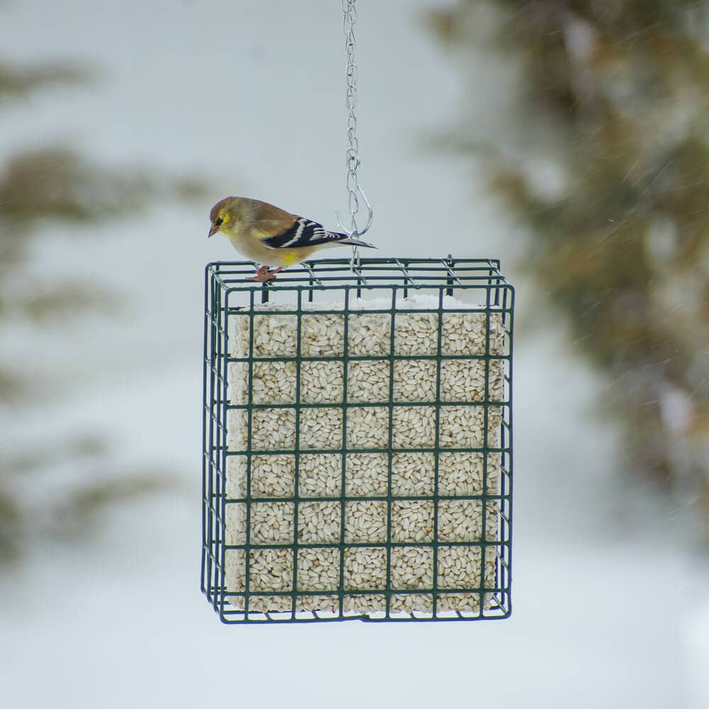 NeatFeeder bird feeder hanging outdoors