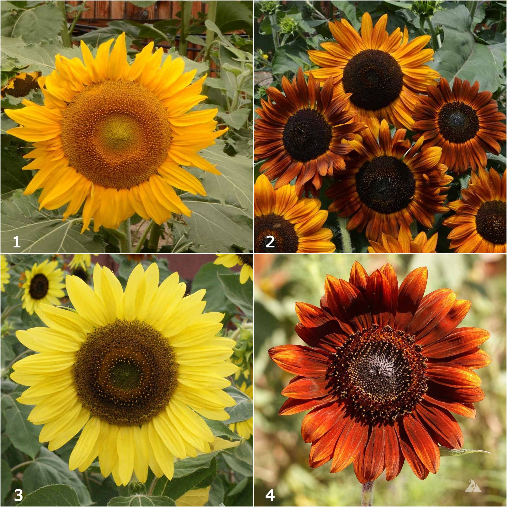 Garden Sprinkles Grow Love Sunflower seeds in hand