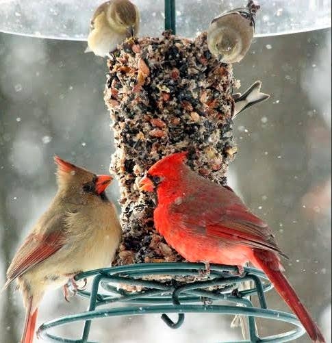 WildBird Feast Cylinder small hanging outdoors