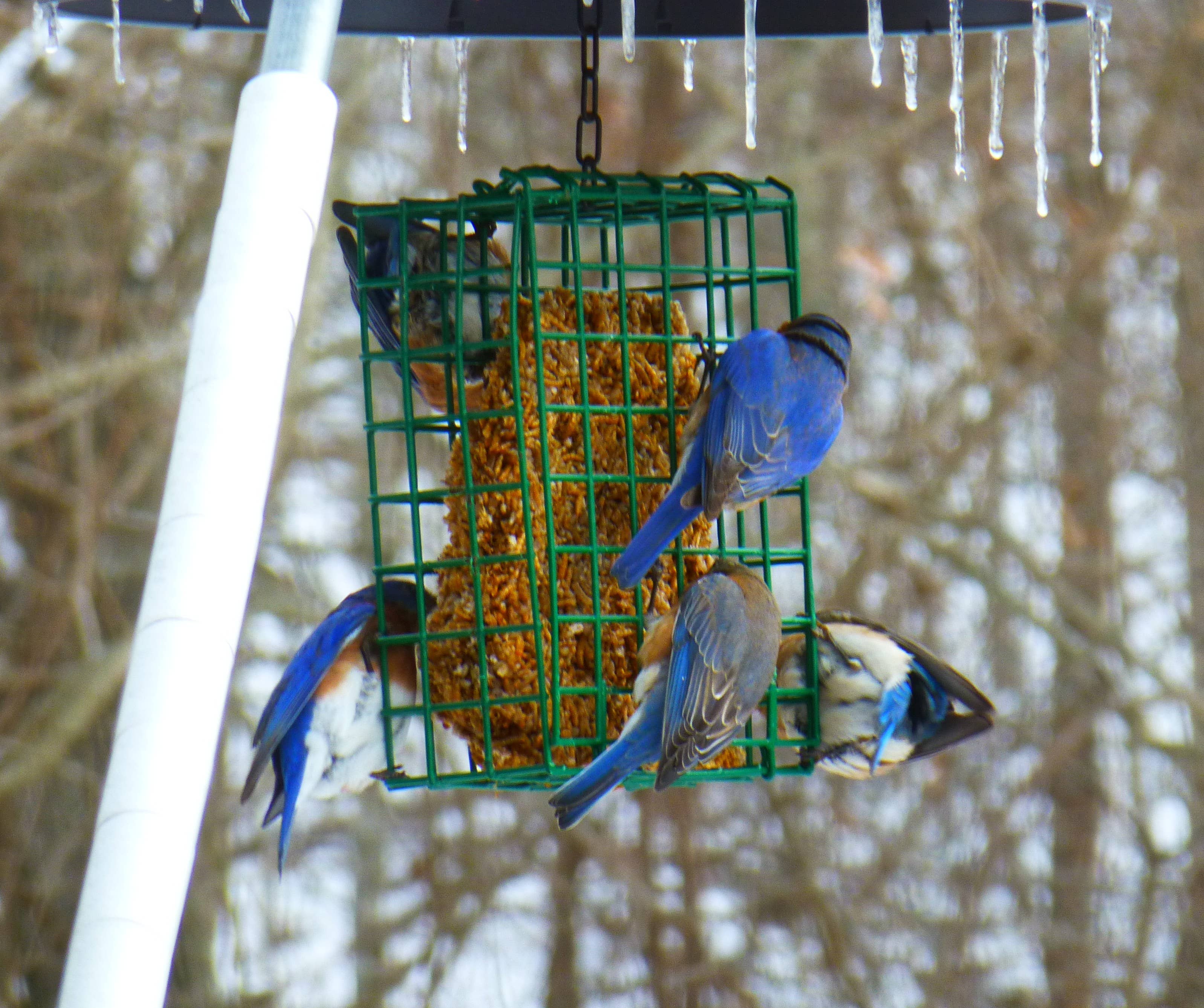 Nut Cake Bird Feeder attracting variety birds