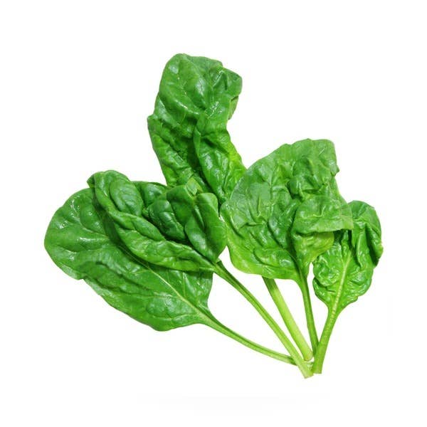 Bloomsdale spinach seed packet back with planting info