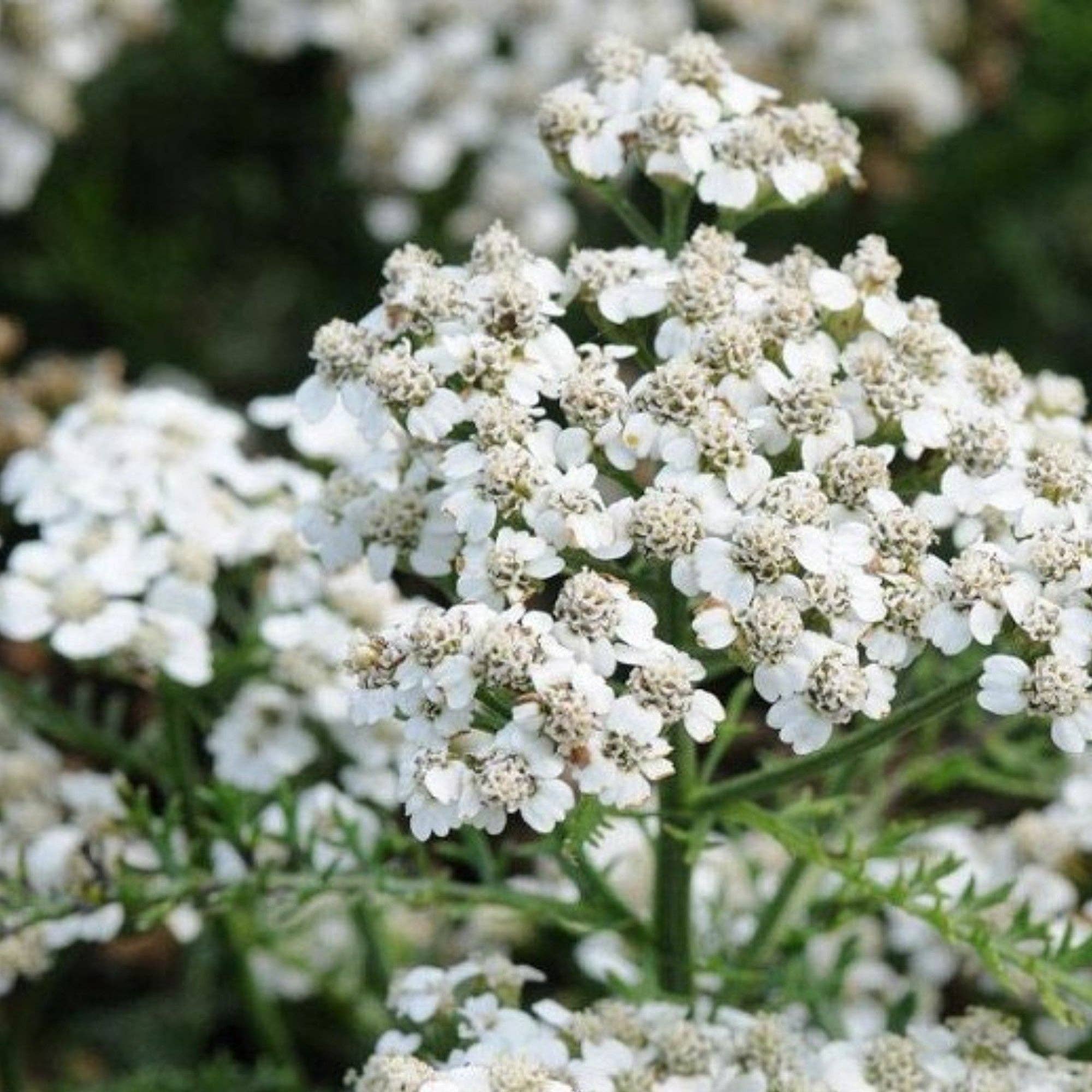 Hummingbird & Butterfly Wildflower Pollinator Seed Mix