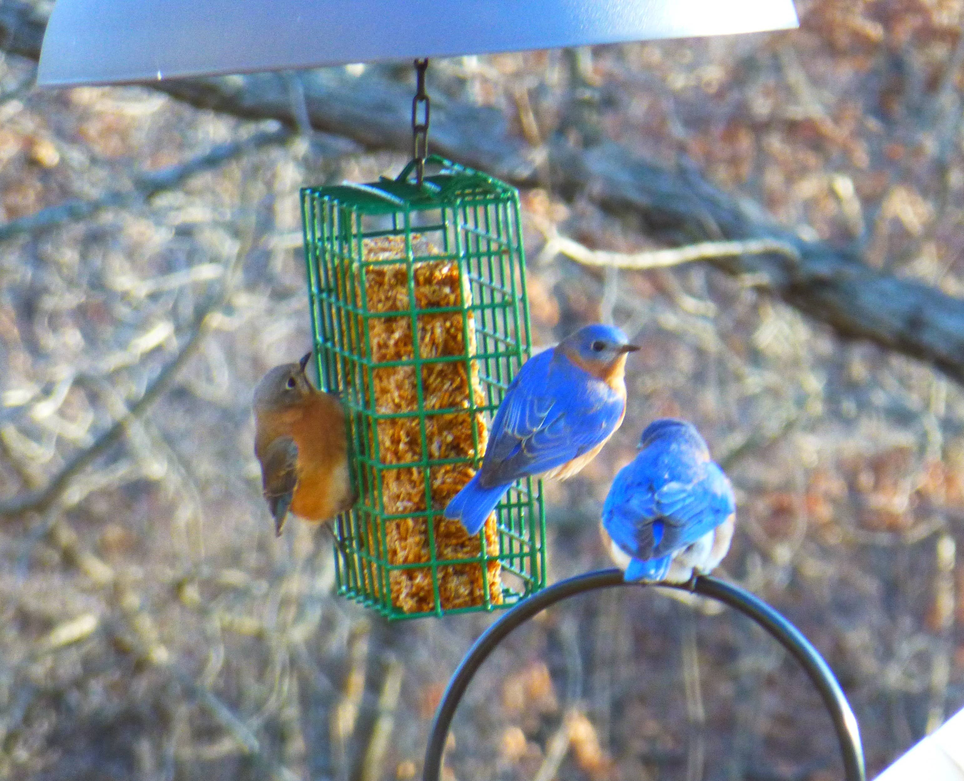 Golden Safflower Cake for wild birds