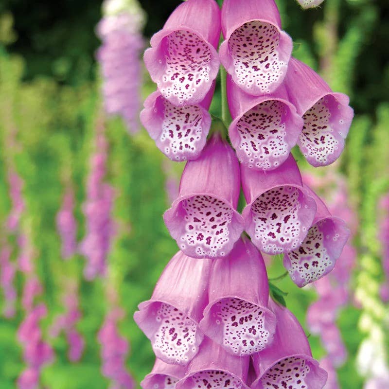 Foxglove seed packet back with planting instructions