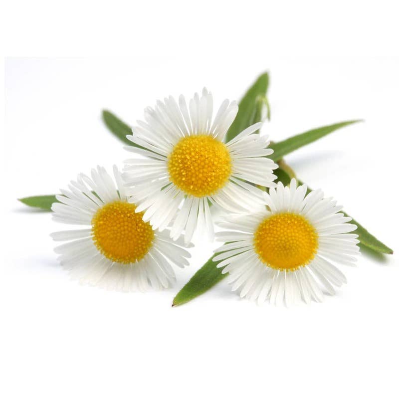 German Chamomile seed packet back with planting instructions