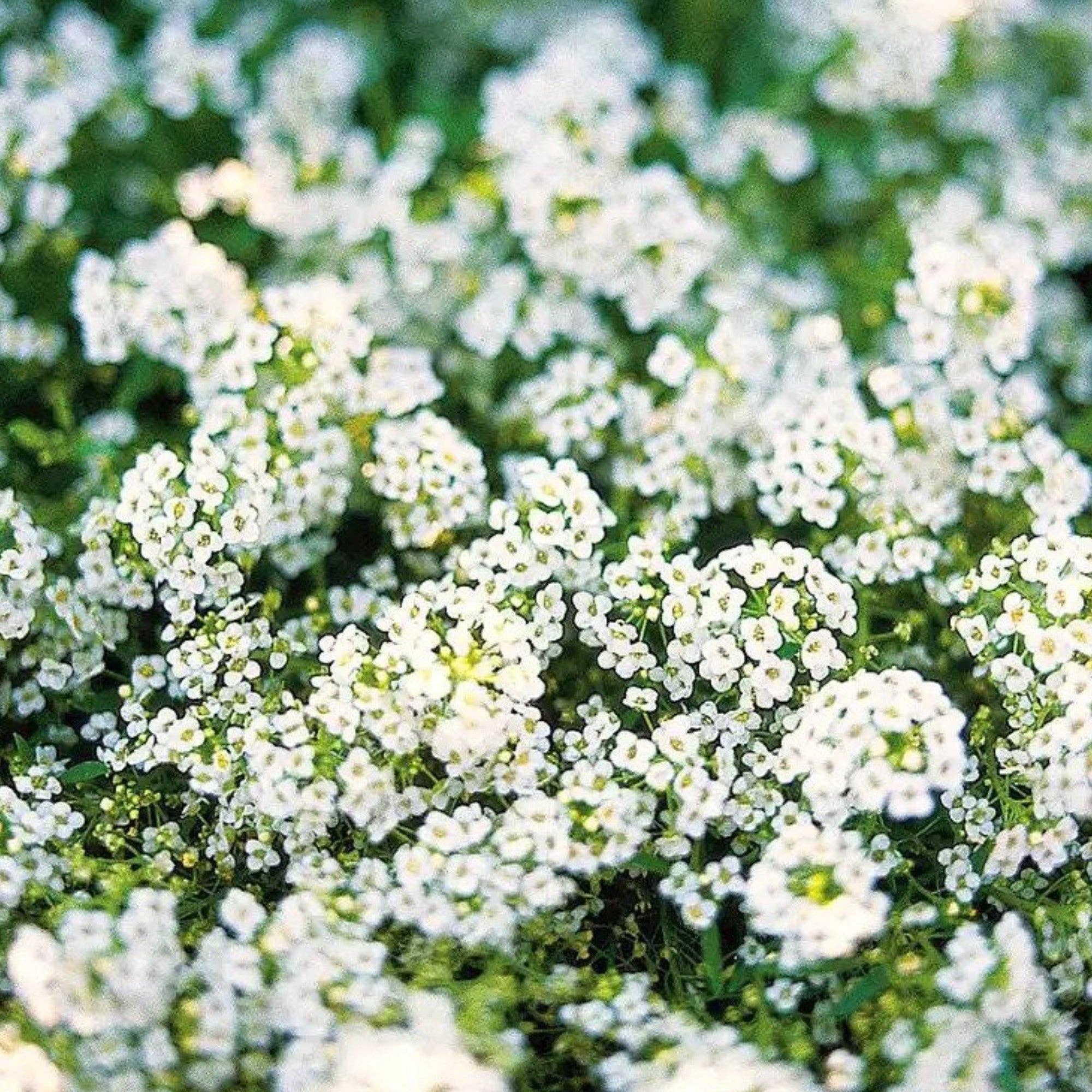 Hummingbird & Butterfly Wildflower Pollinator Seed Mix