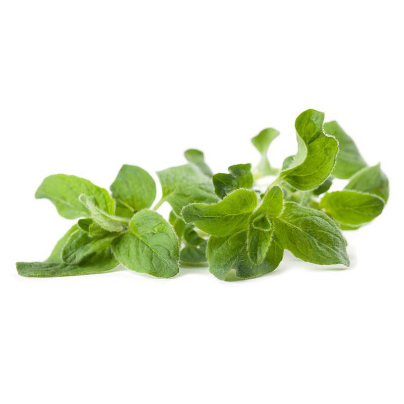 Oregano seeds close-up view