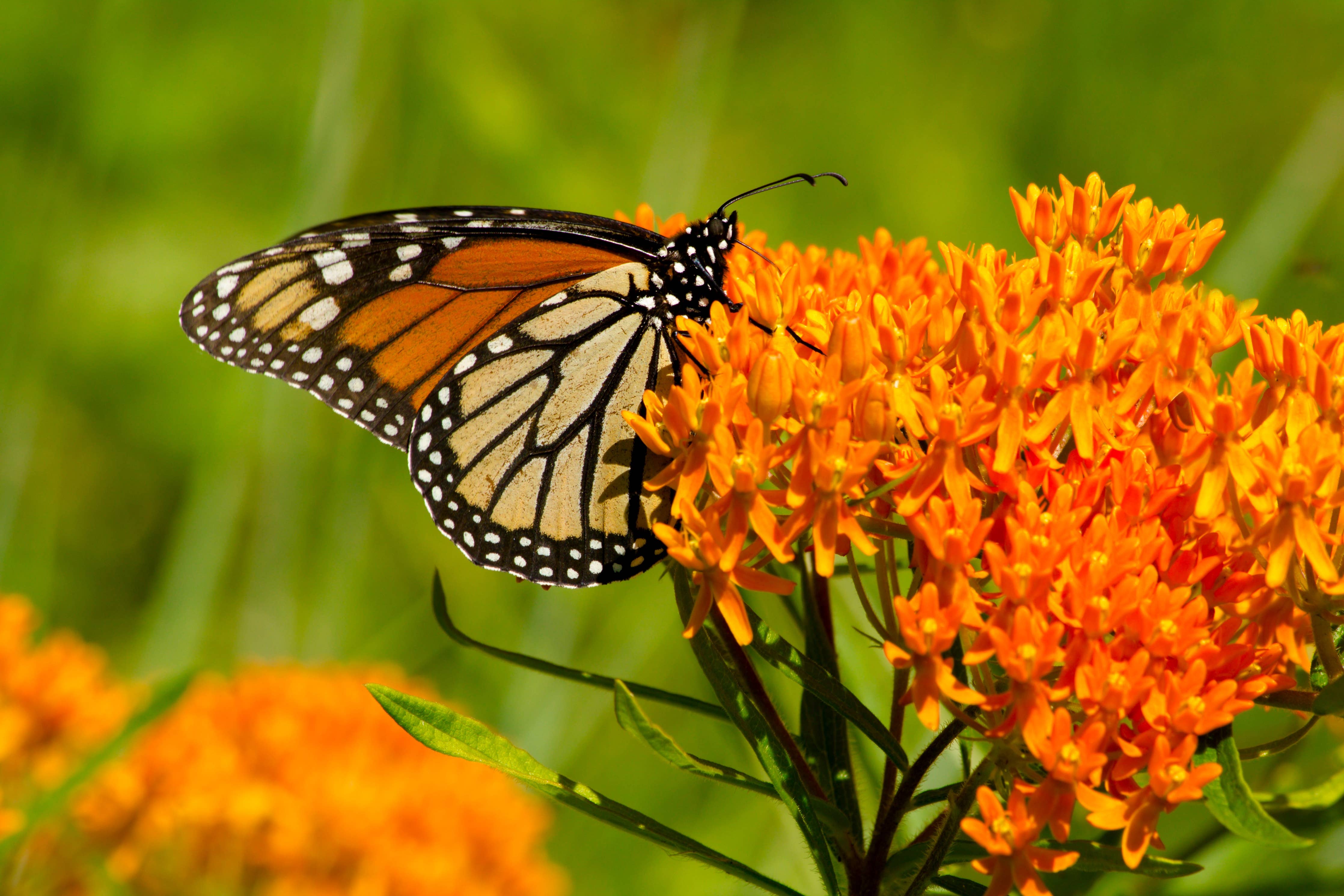 Bright orange butterfly milkweed flower clusters close up