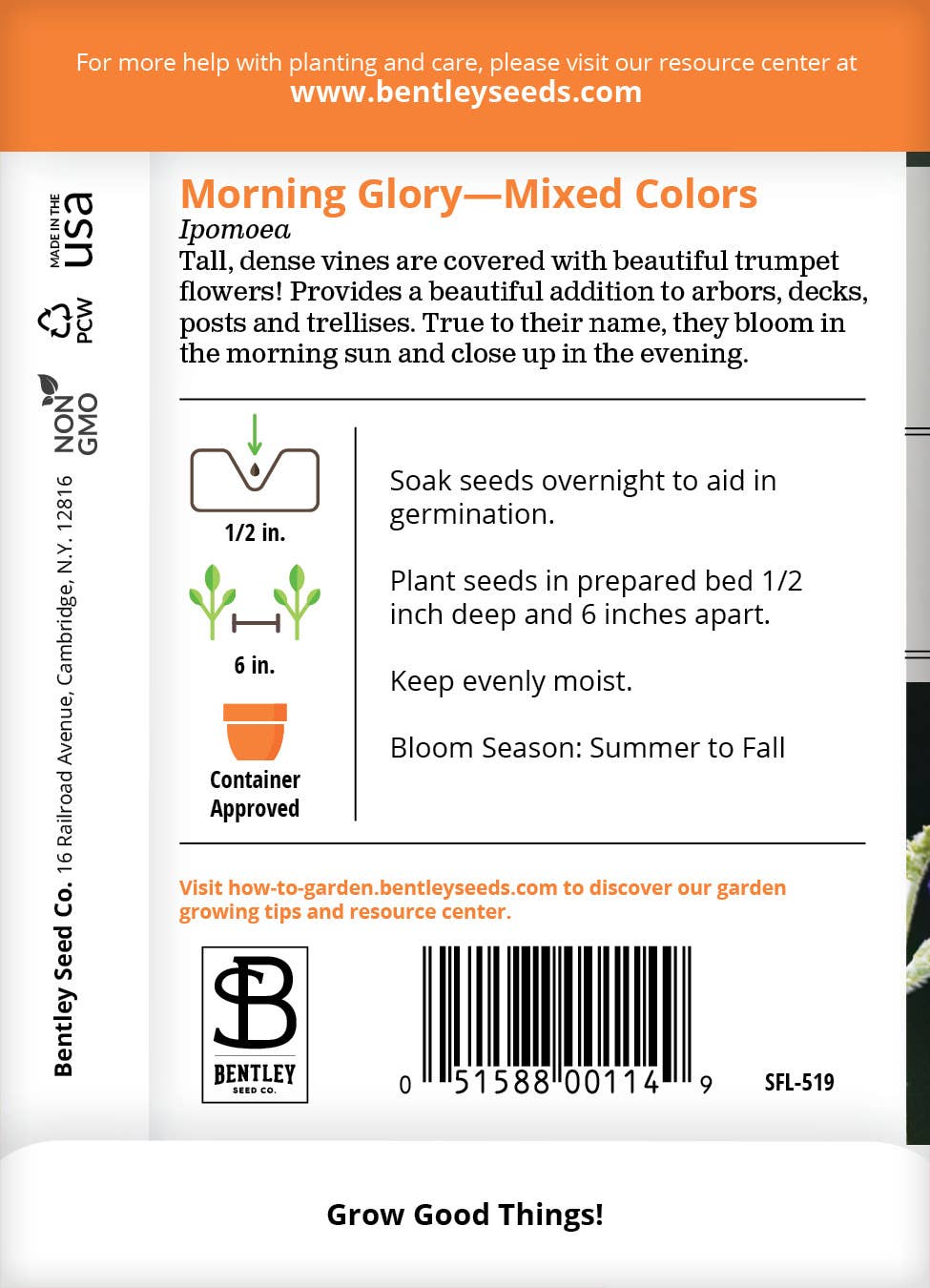Morning Glory Mixed Colors Ipomoea vibrant blooms