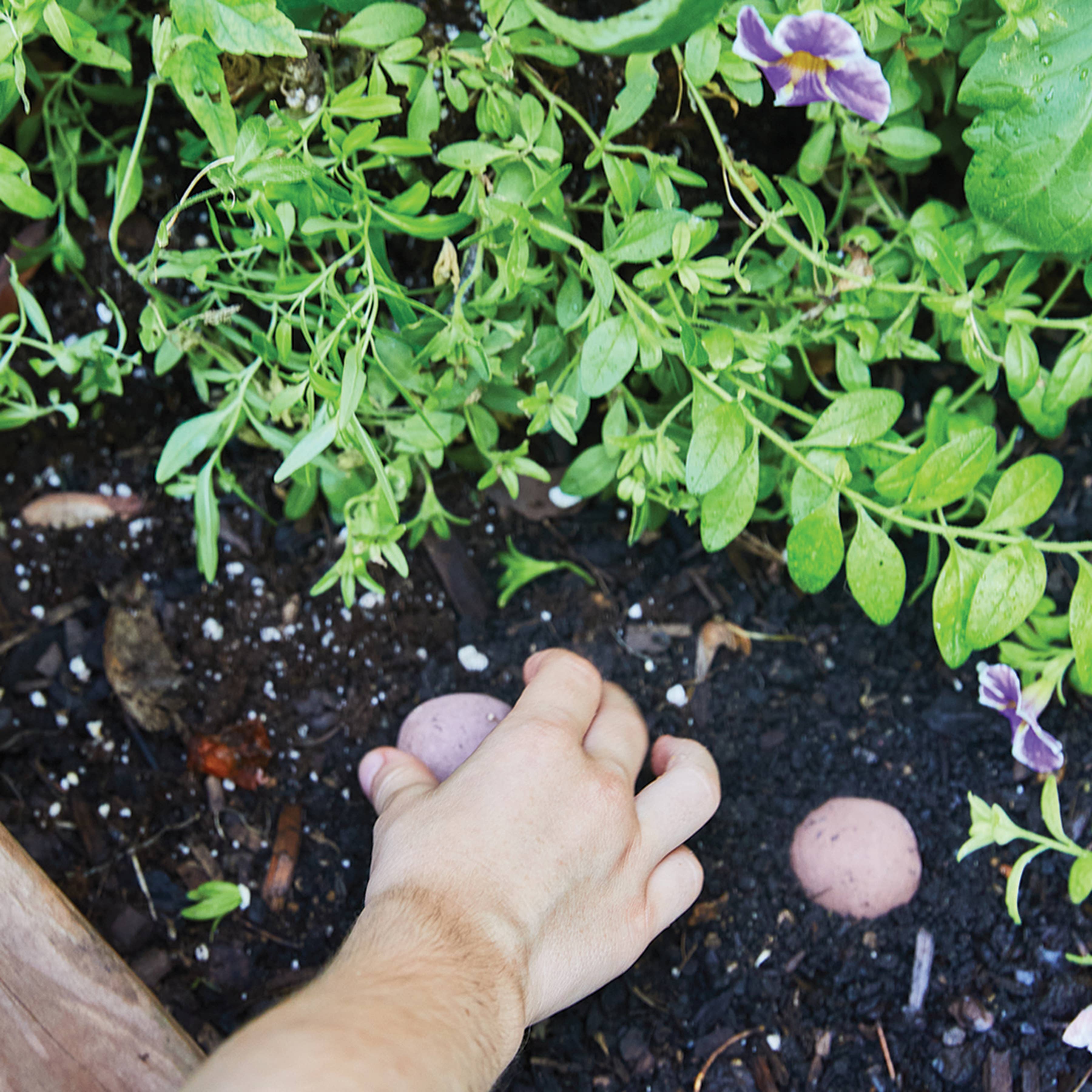 Seed Bomb packaging back with planting instructions
