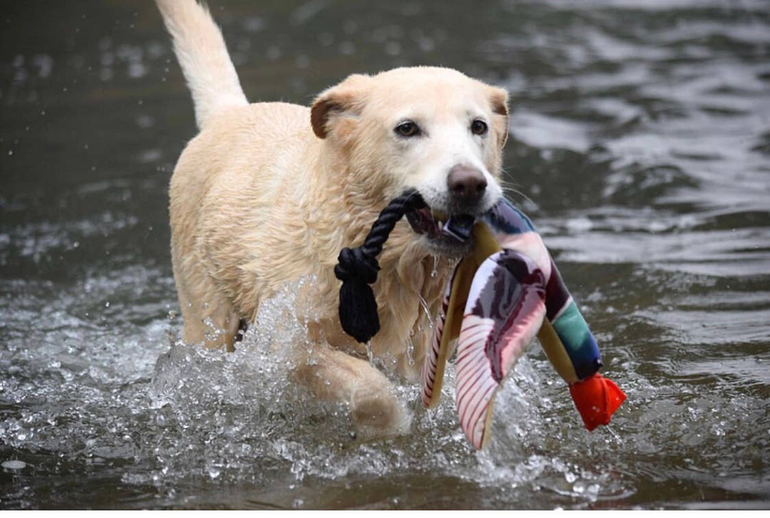 Fly & Fetch fish launching toy close-up view