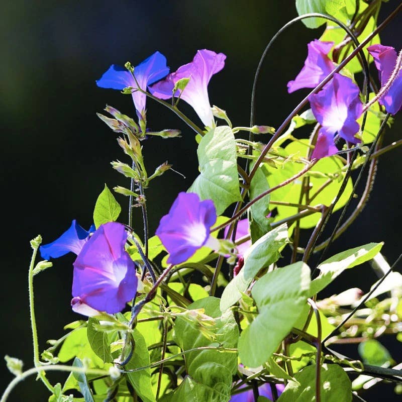 Morning Glory Mixed Colors Ipomoea flowering on vine