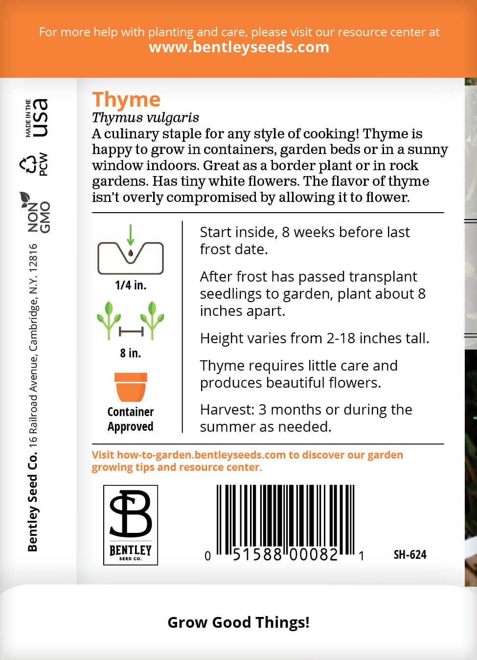 Thyme herb plant growing in garden