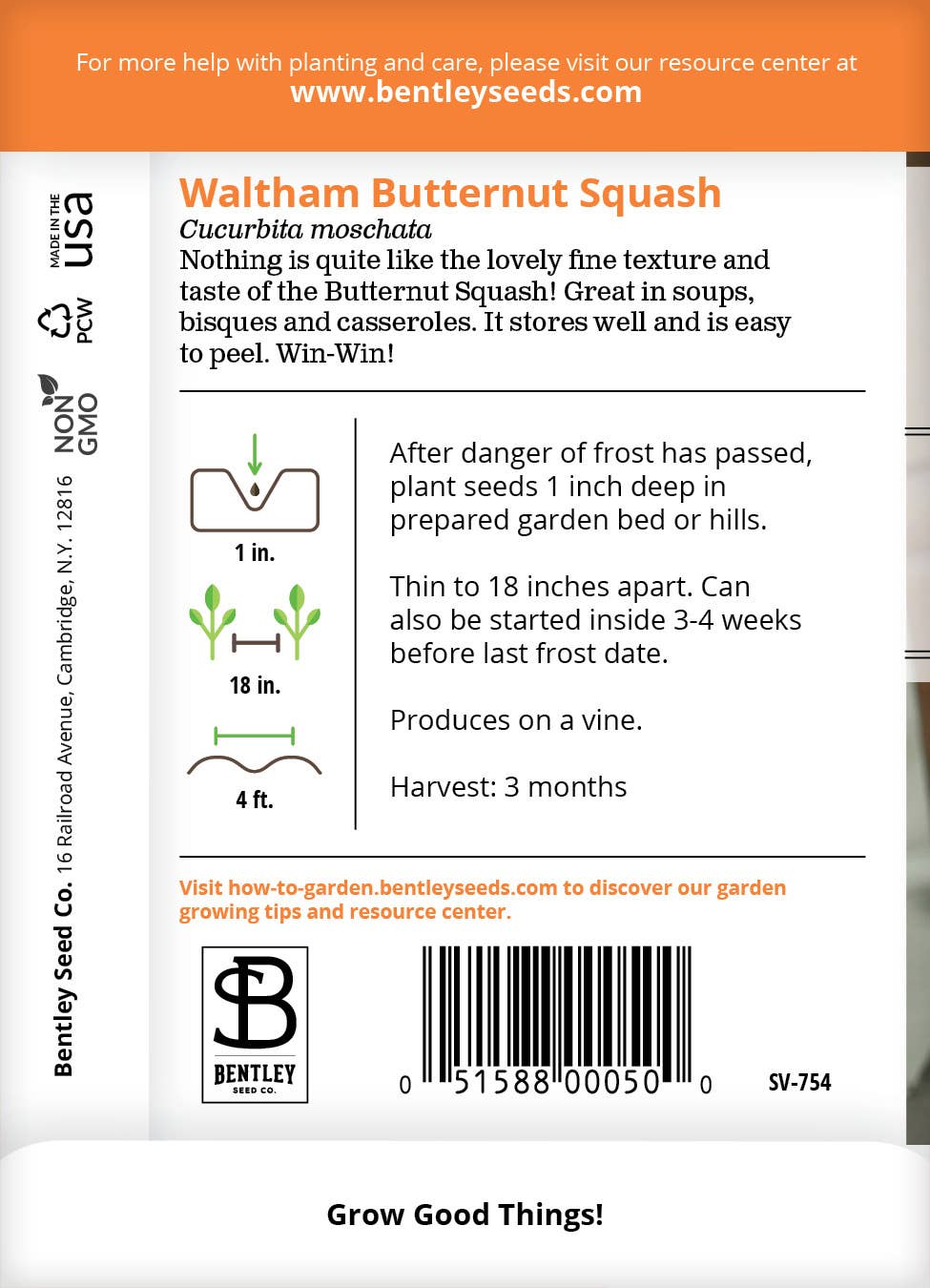 Butternut Waltham Squash growing in the garden
