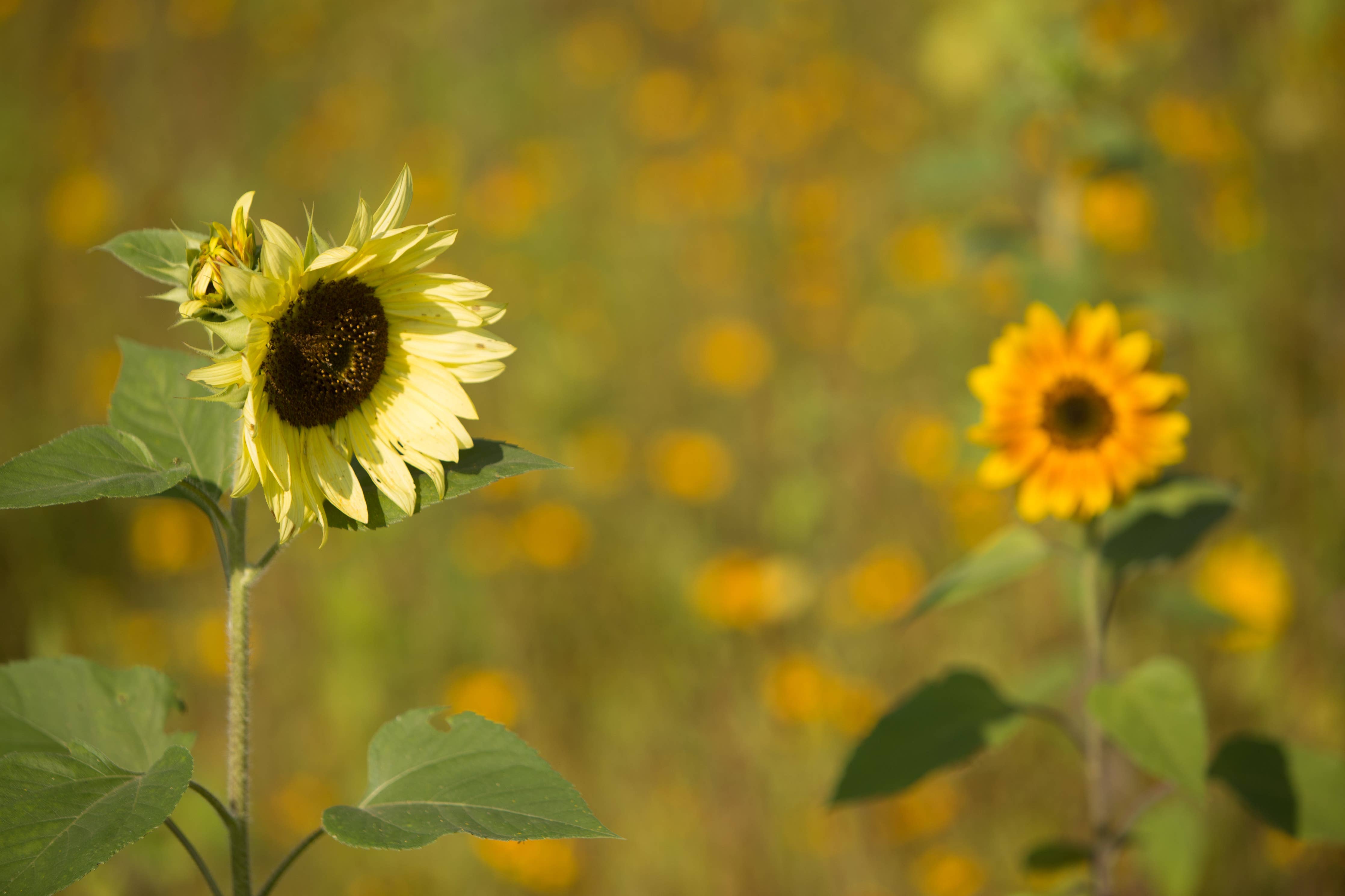 Sunflower All Sorts Mix mixed color flower display