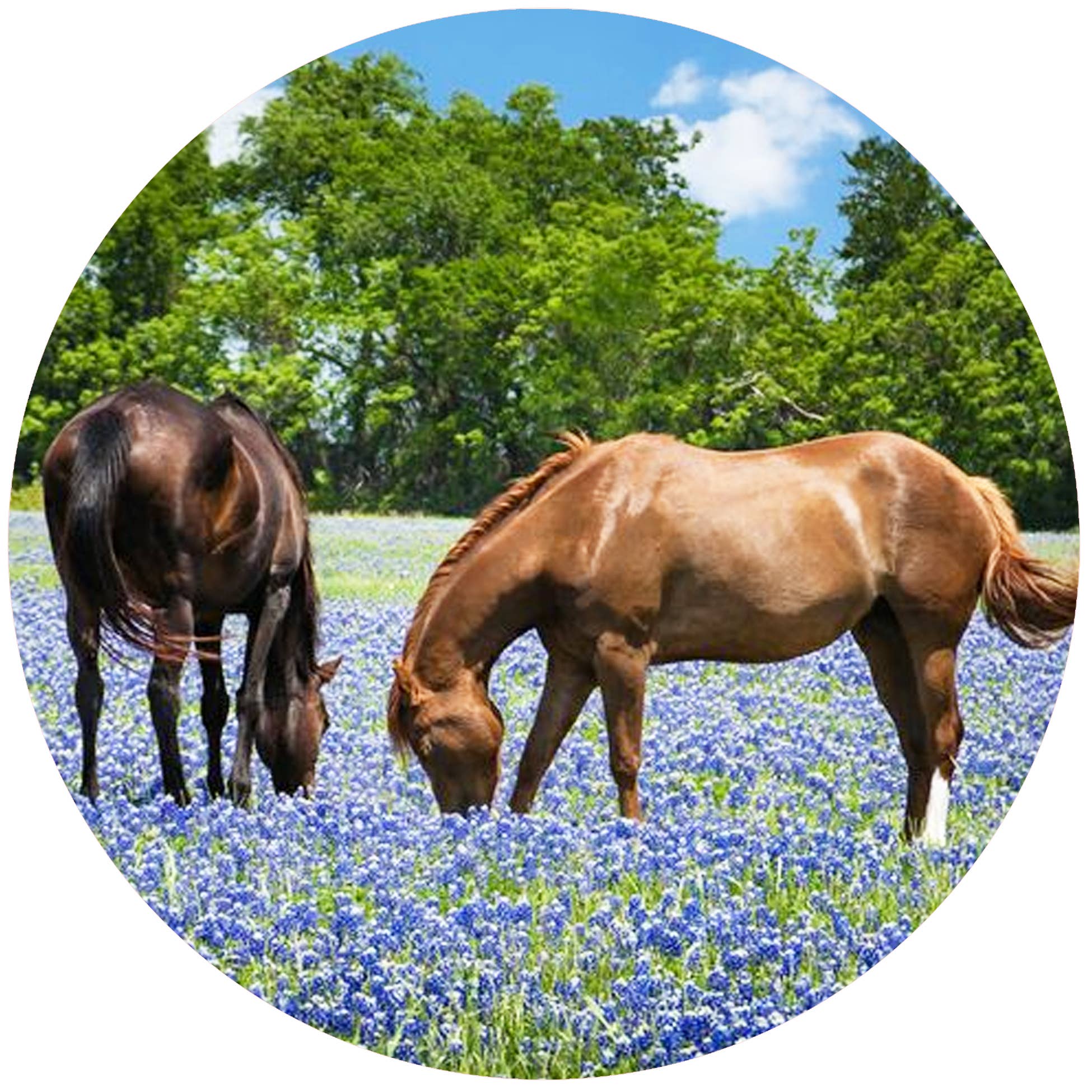 Horses Bluebonnets