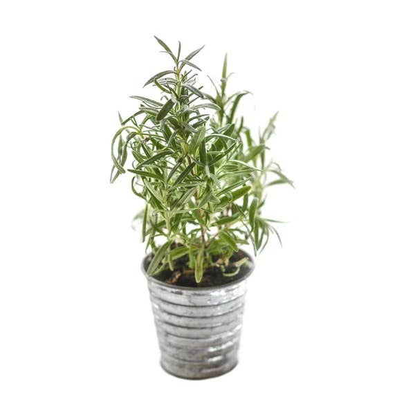 Rosemary Full Sun Perennial Plant Seeds