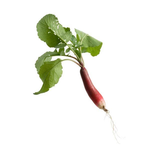 Freshly harvested French Breakfast Radishes with greens