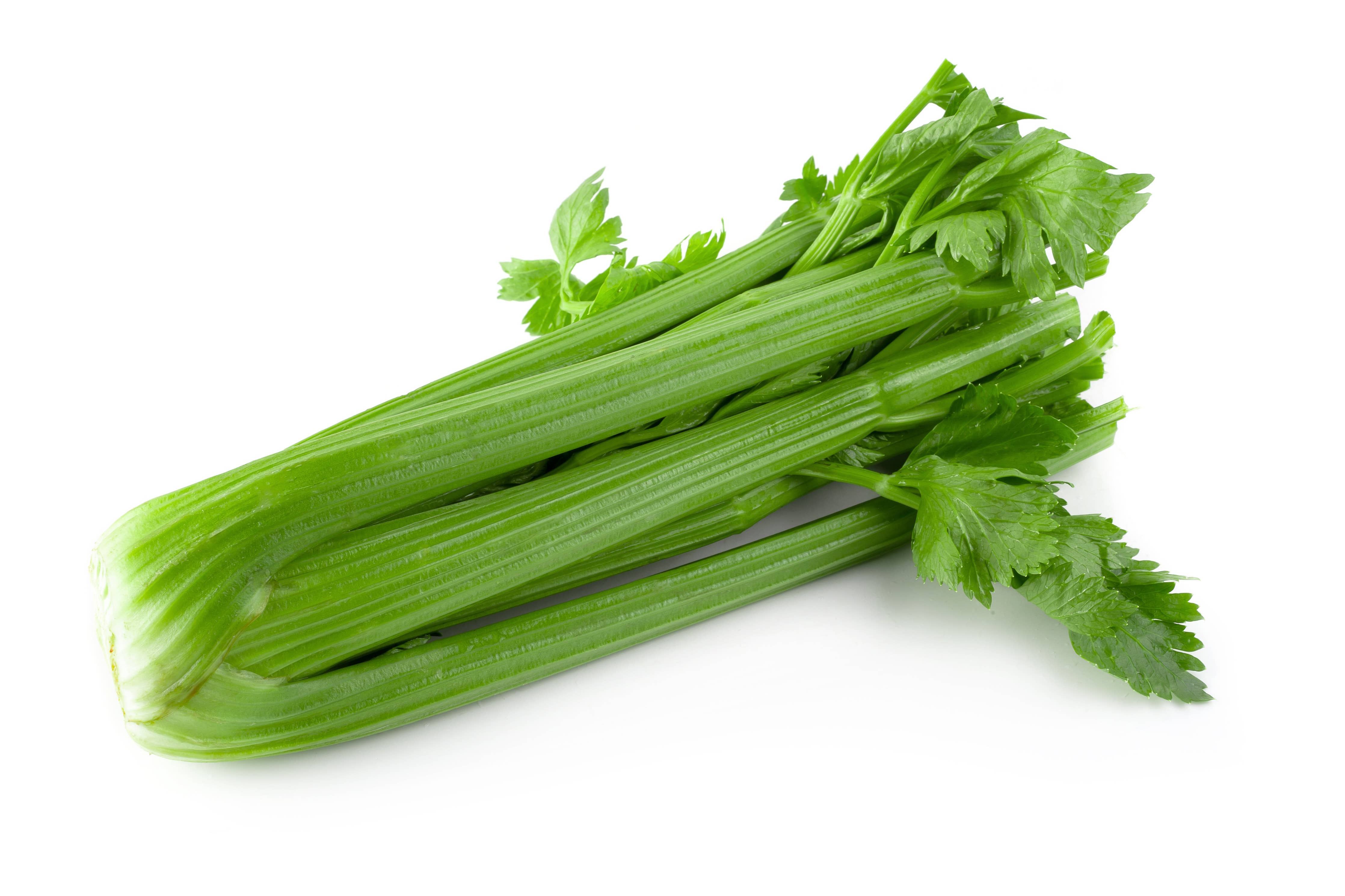 Celery Tall Utah seeds growing in garden